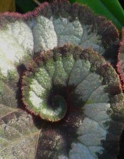 Flower Pattern of Time