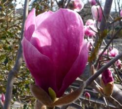 Magnolia