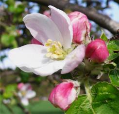 Nature in spring
